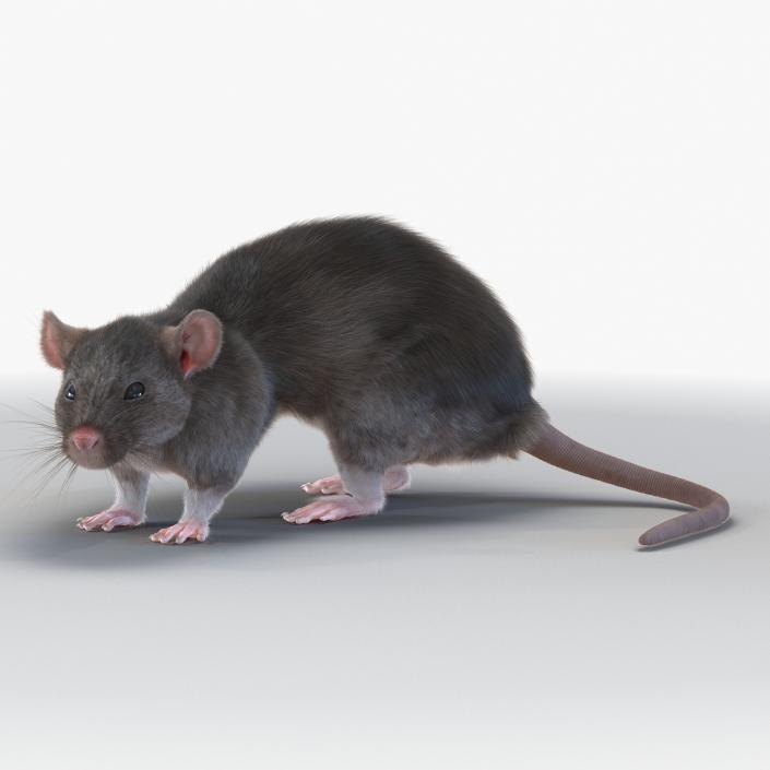 3D model Rat Pose 5