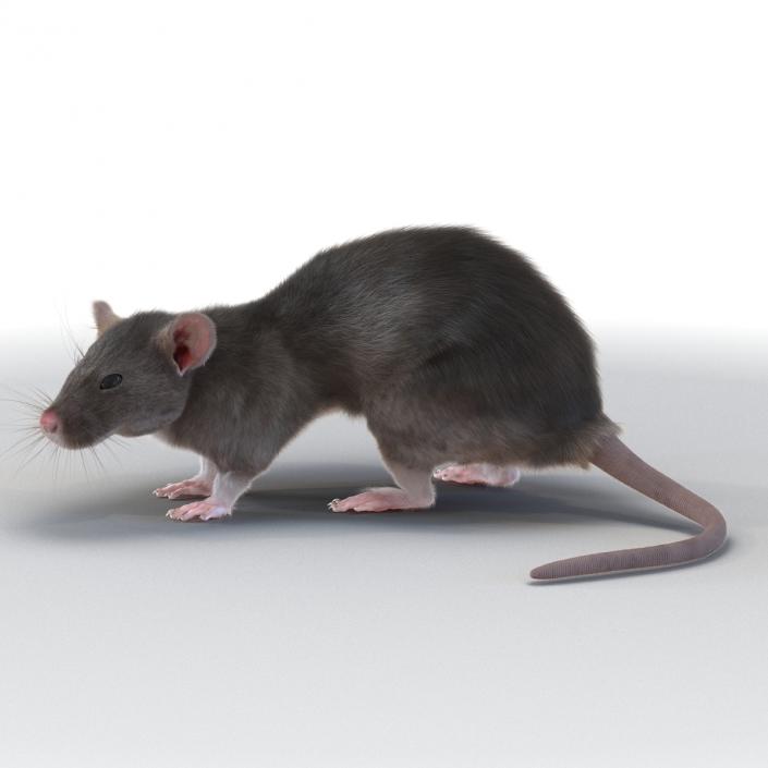 3D model Rat Pose 5