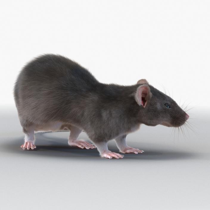 3D model Rat Pose 5