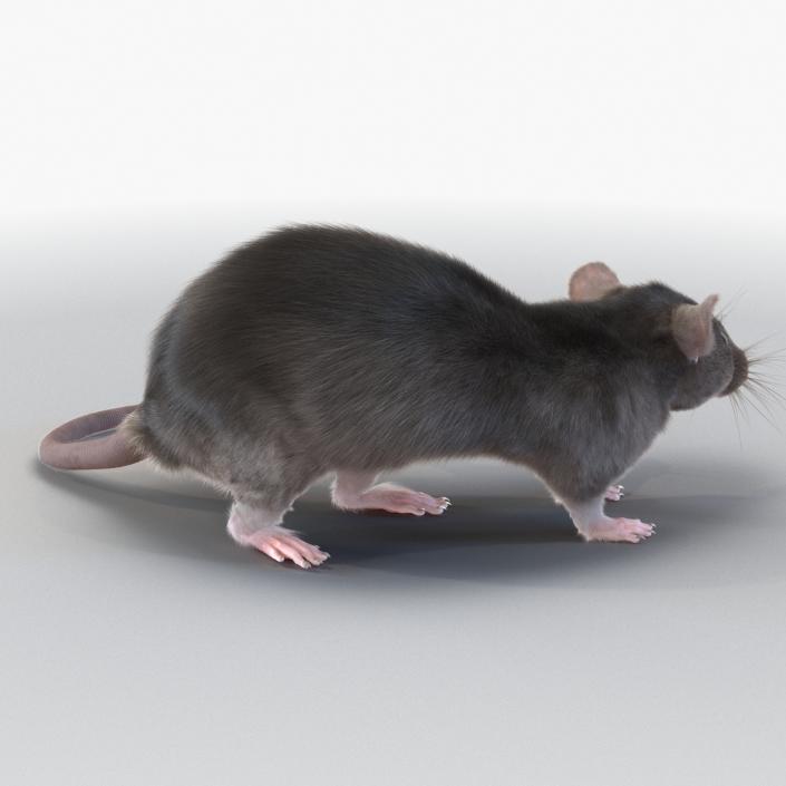 3D model Rat Pose 5