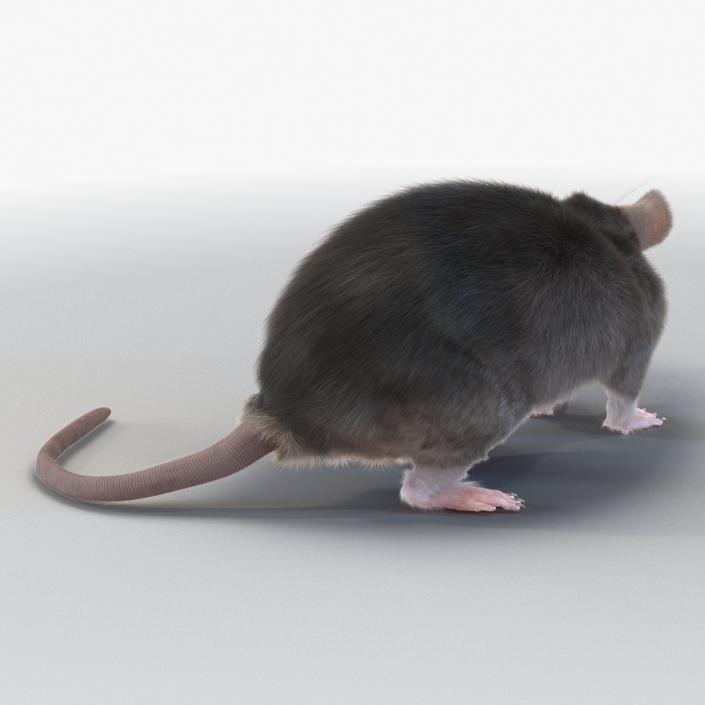 3D model Rat Pose 5