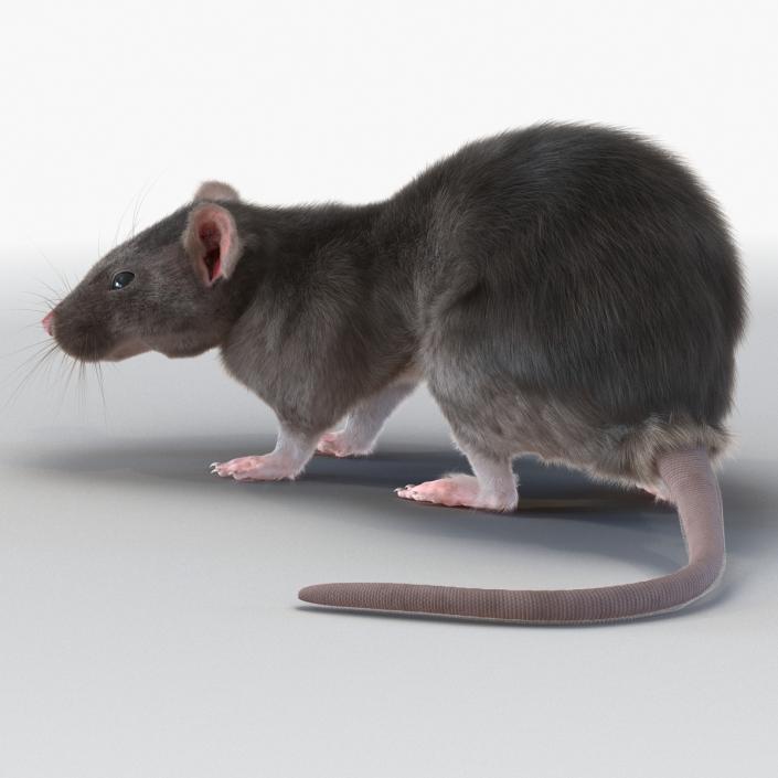 3D model Rat Pose 5