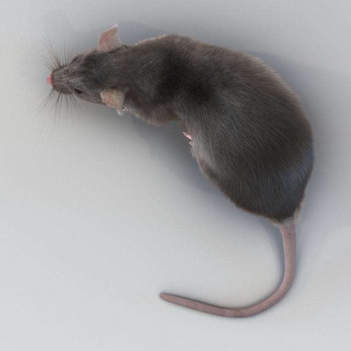 3D model Rat Pose 5