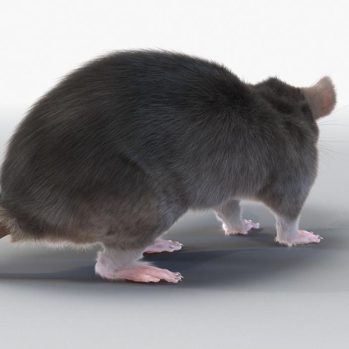 3D model Rat Pose 5