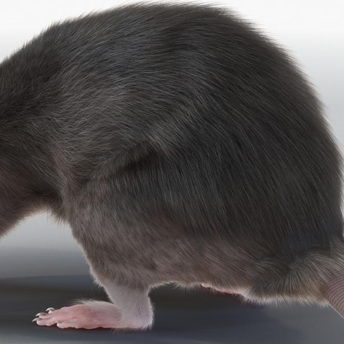 3D model Rat Pose 5