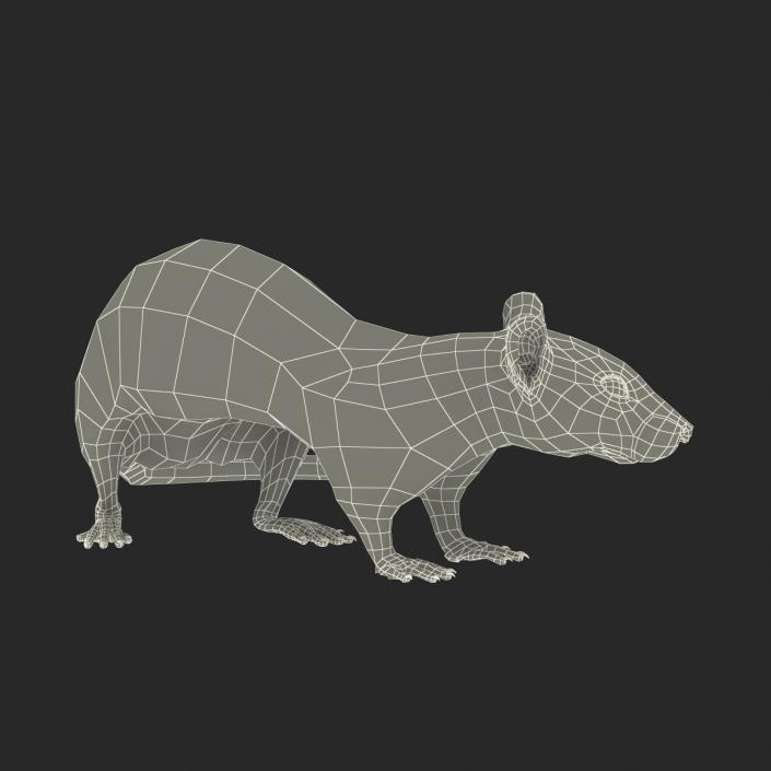 3D model Rat Pose 5