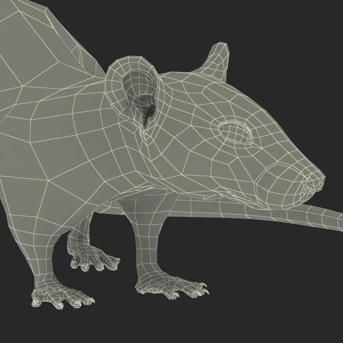 3D model Rat Pose 5