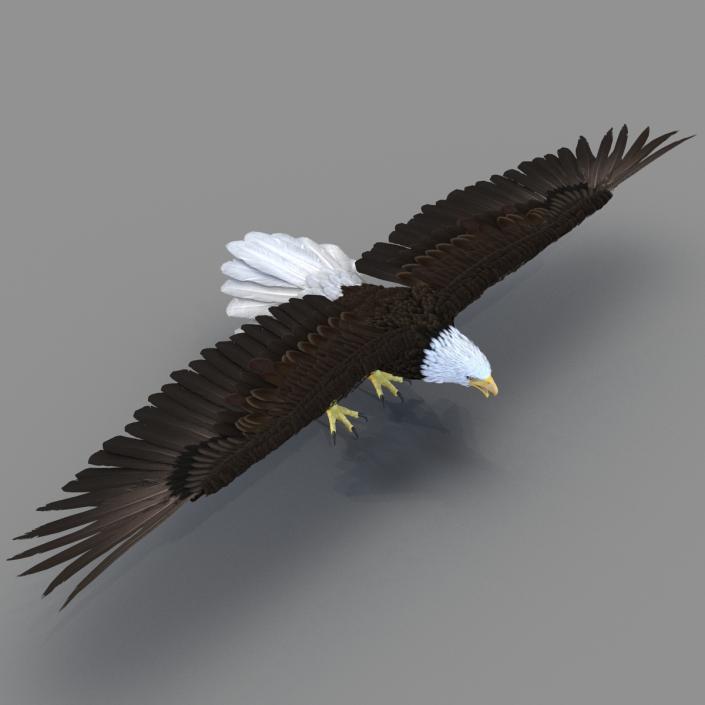 Bald Eagle Rigged 3D