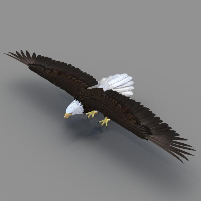 Bald Eagle Rigged 3D