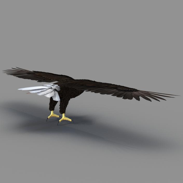 Bald Eagle Rigged 3D