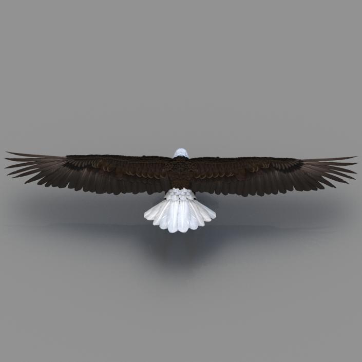 Bald Eagle Rigged 3D