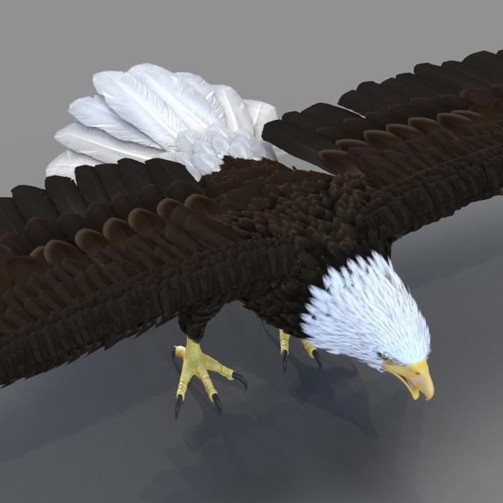 Bald Eagle Rigged 3D