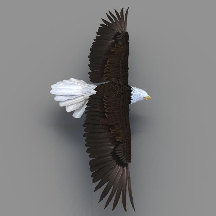 Bald Eagle Rigged 3D