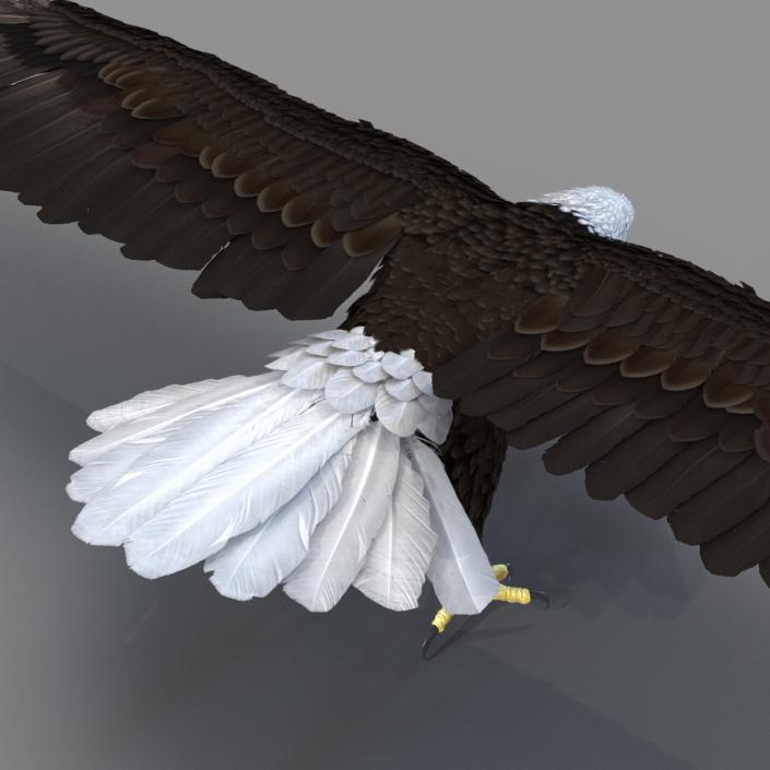 Bald Eagle Rigged 3D