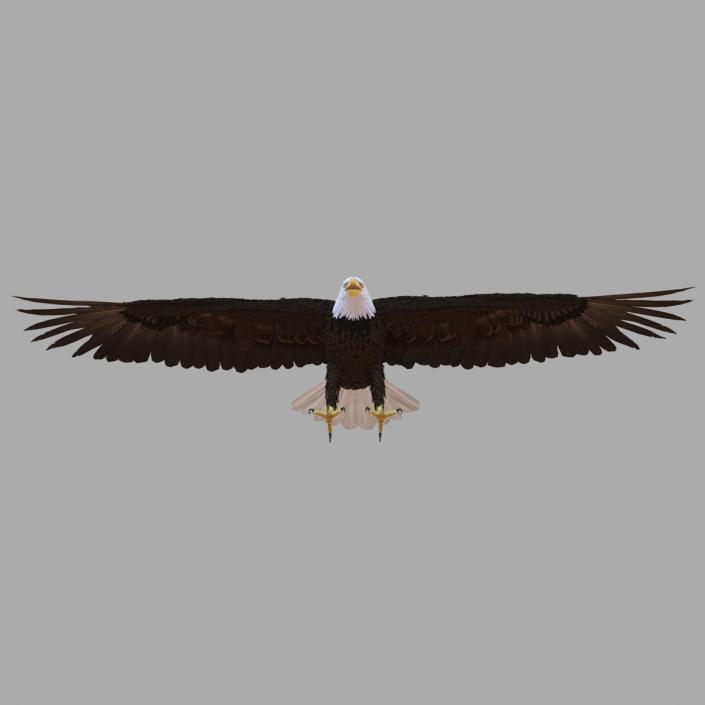 Bald Eagle Rigged 3D