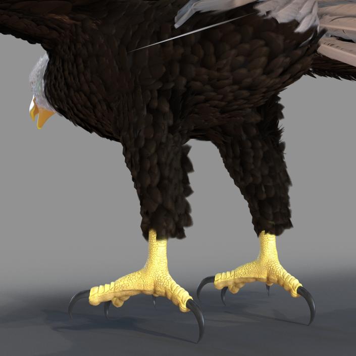 Bald Eagle Rigged 3D