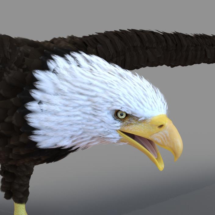 Bald Eagle Rigged 3D