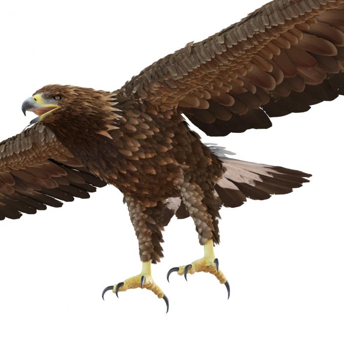 Golden Eagle Rigged 3D model