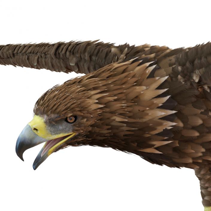 Golden Eagle Rigged 3D model