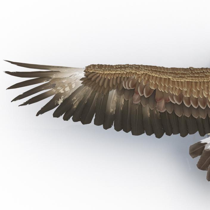 Golden Eagle Rigged 3D model