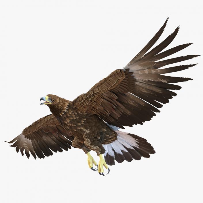 Golden Eagle Rigged 3D model