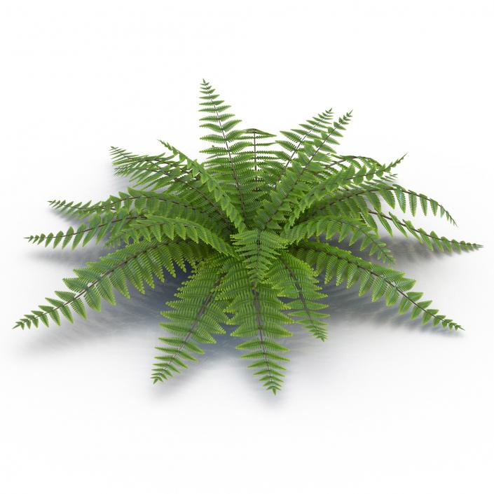 3D model Fern