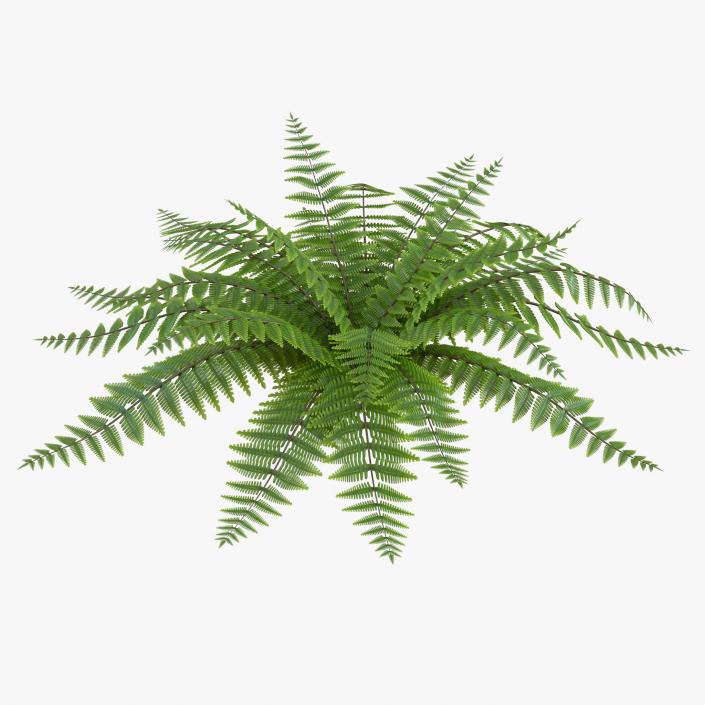 3D model Fern