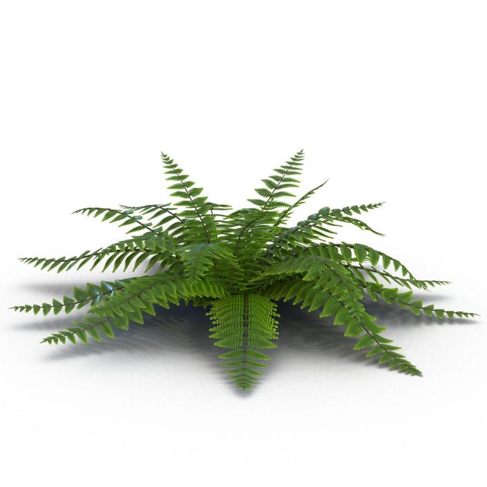 3D model Fern