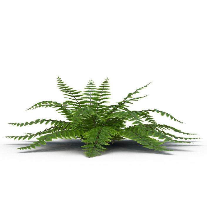 3D model Fern