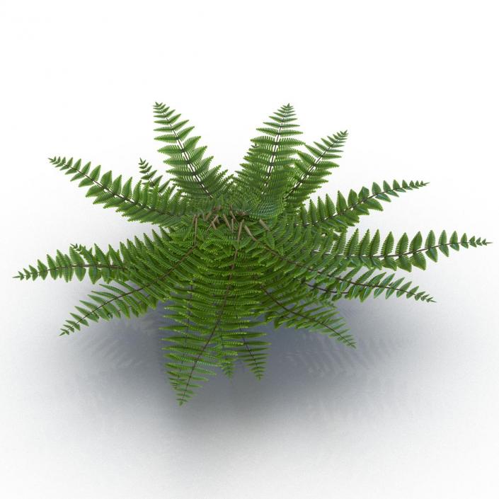 3D model Fern