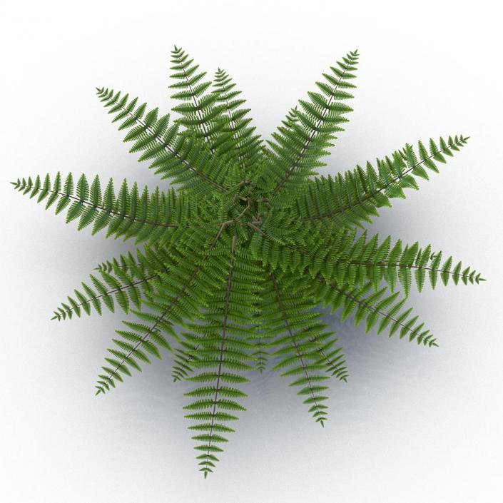 3D model Fern