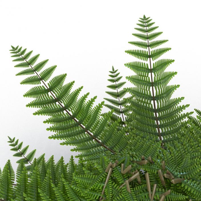 3D model Fern