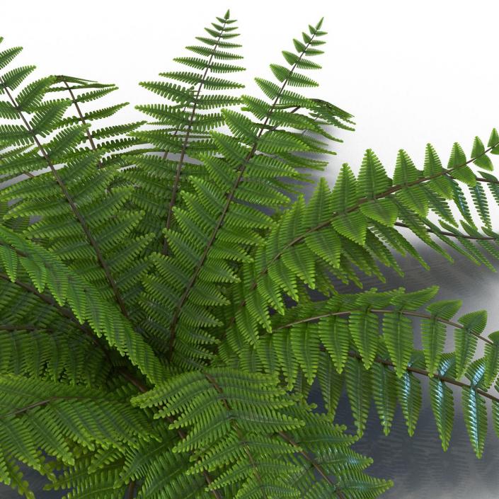 3D model Fern