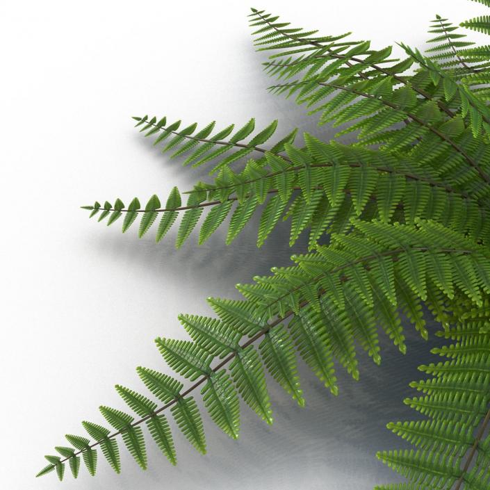 3D model Fern