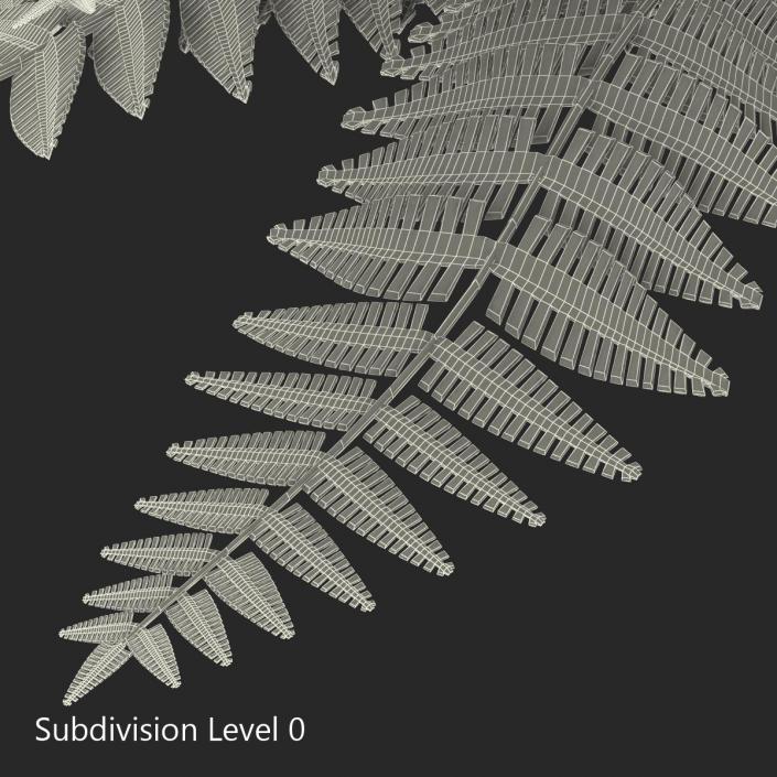 3D model Fern