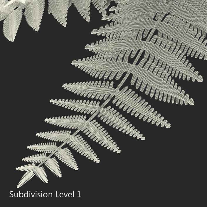 3D model Fern