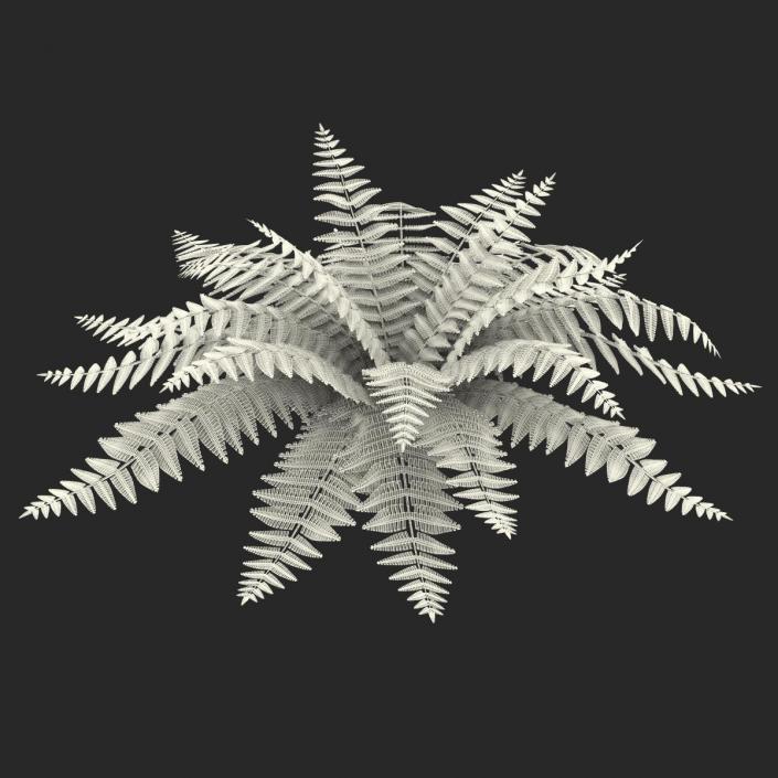 3D model Fern