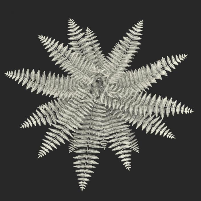 3D model Fern