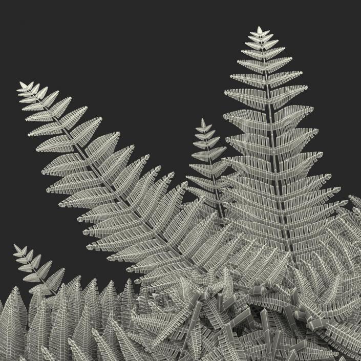 3D model Fern