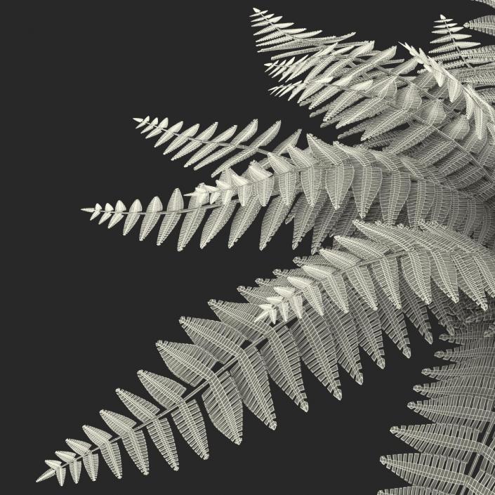 3D model Fern