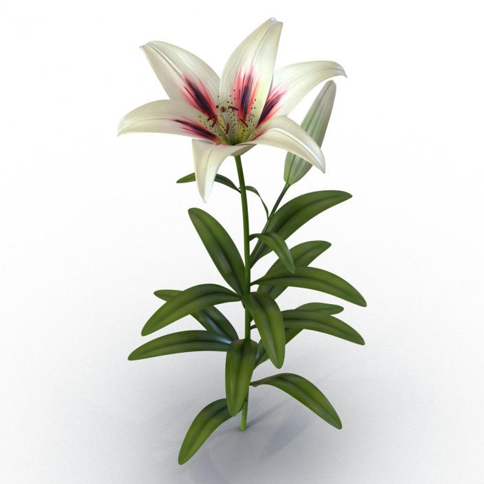 3D model Flowers Collection 3