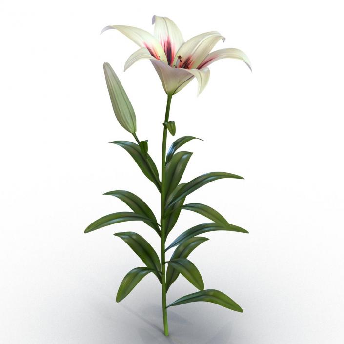 3D White Asiatic Lily model