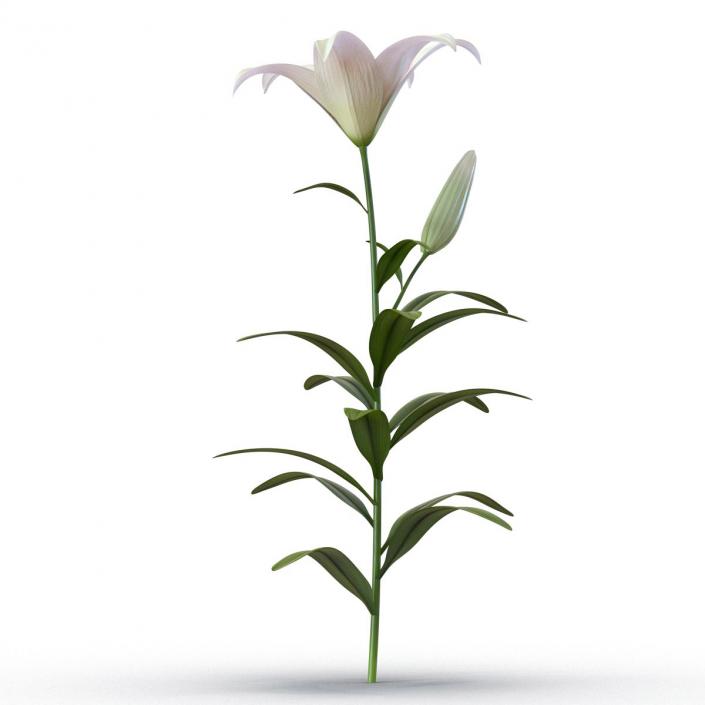 3D White Asiatic Lily model