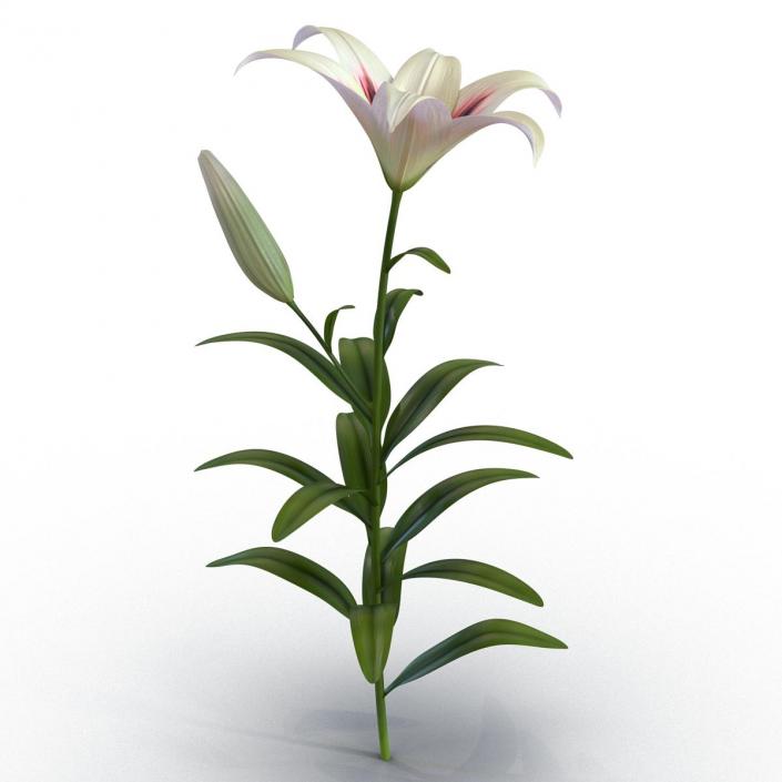 3D White Asiatic Lily model