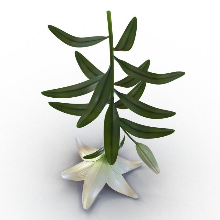 3D White Asiatic Lily model