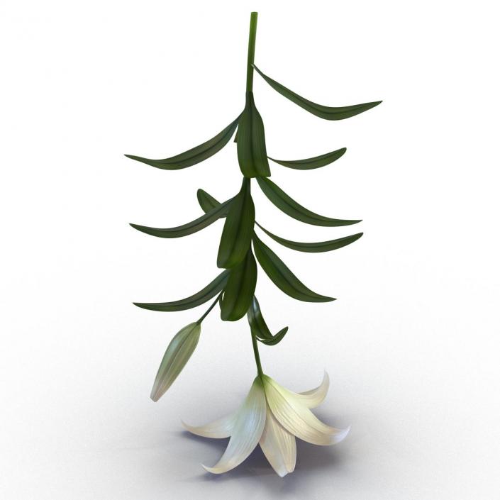 3D White Asiatic Lily model