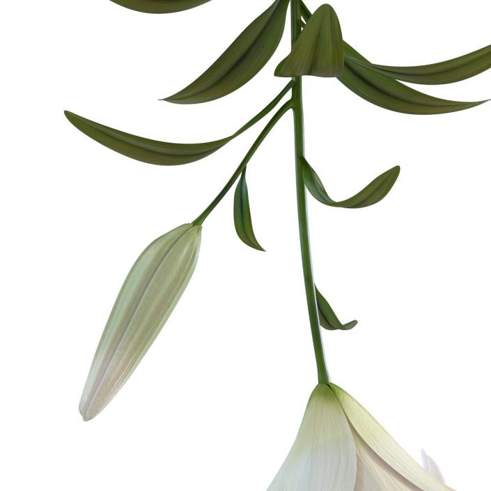 3D White Asiatic Lily model