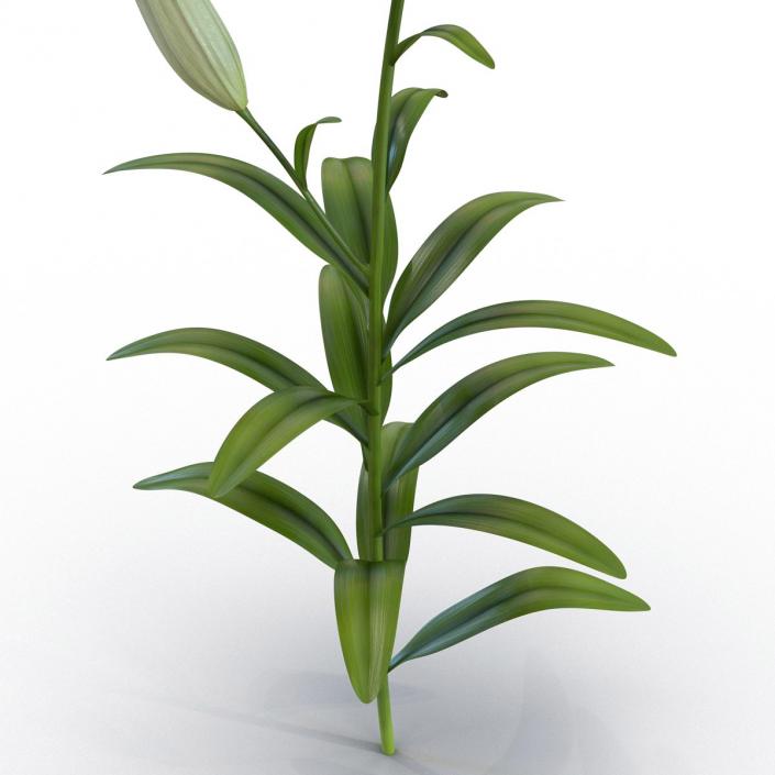 3D White Asiatic Lily model