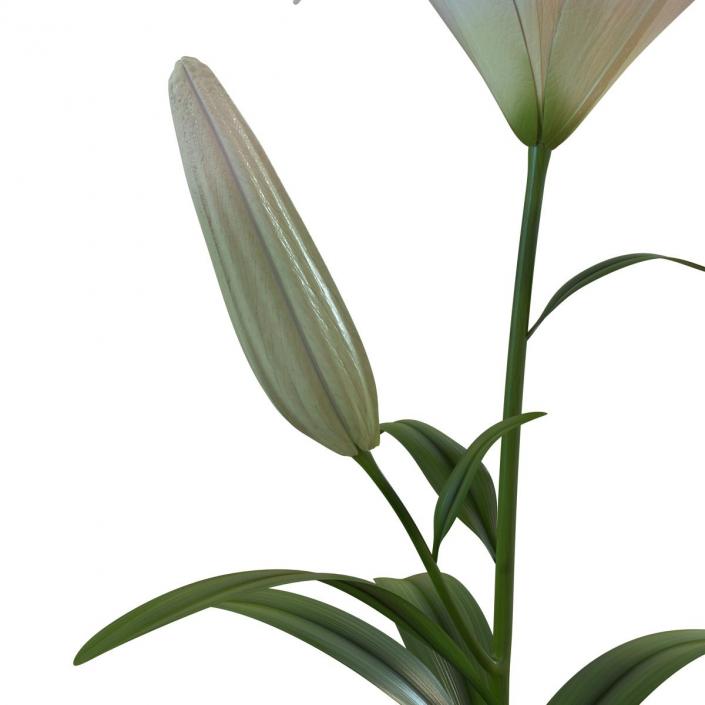 3D White Asiatic Lily model