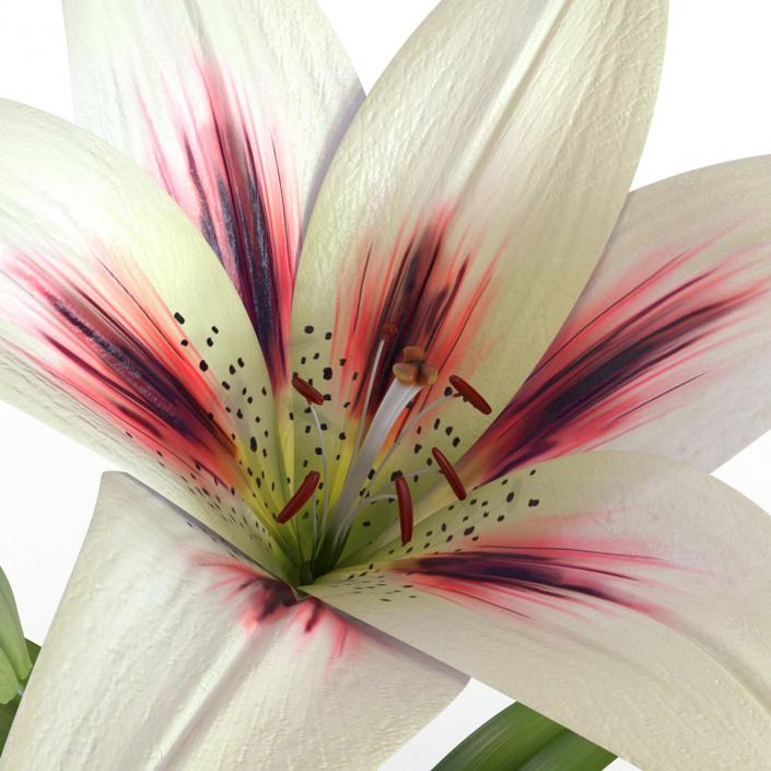 3D White Asiatic Lily model